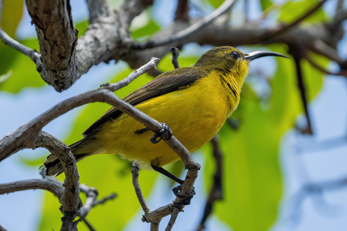 Sahul Sunbird - ML645083651