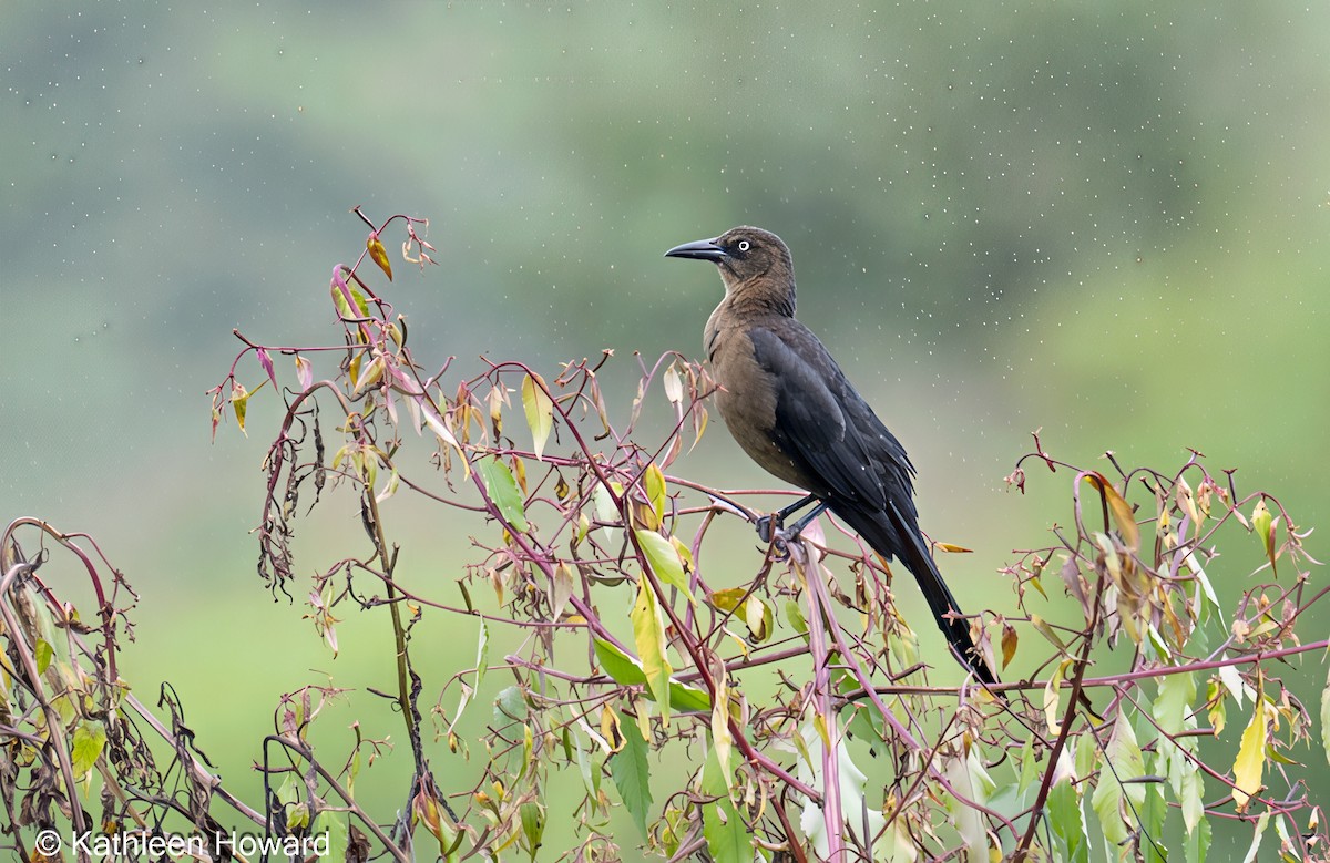 Great-tailed Grackle - ML645083658