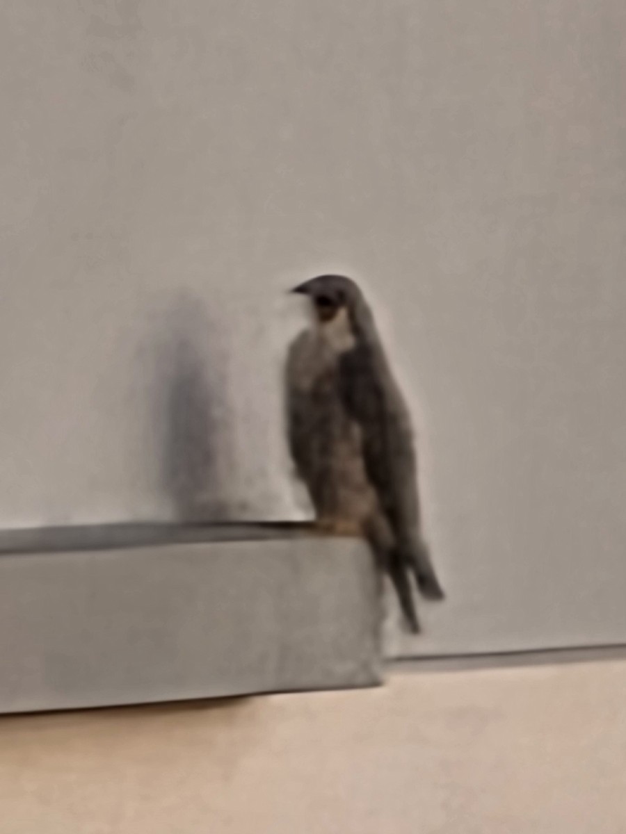 Peregrine Falcon - ML645083661