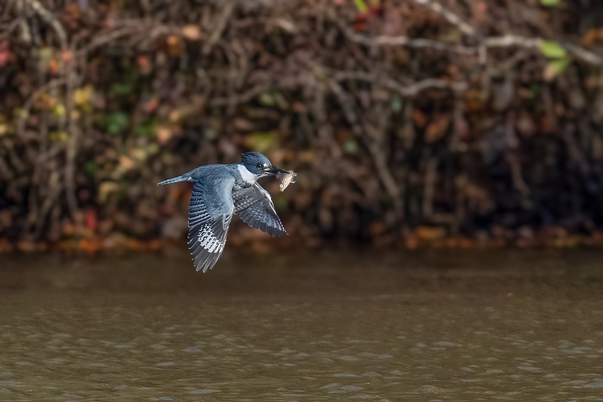 Belted Kingfisher - ML645083672