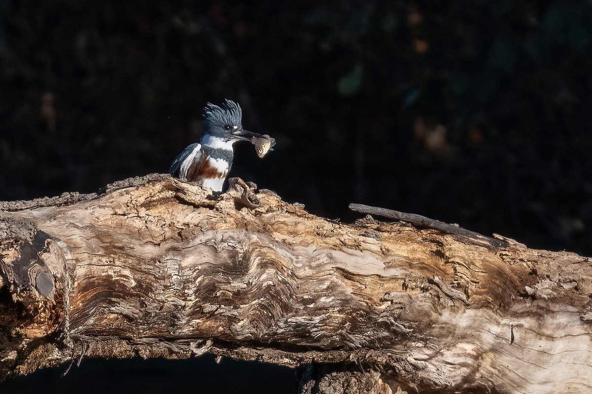 Belted Kingfisher - ML645083673