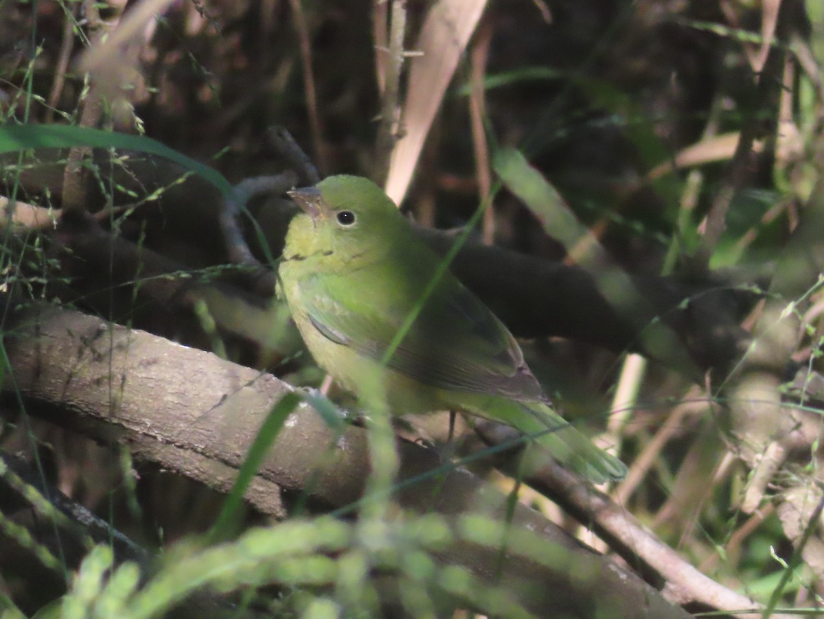 Painted Bunting - ML645083677
