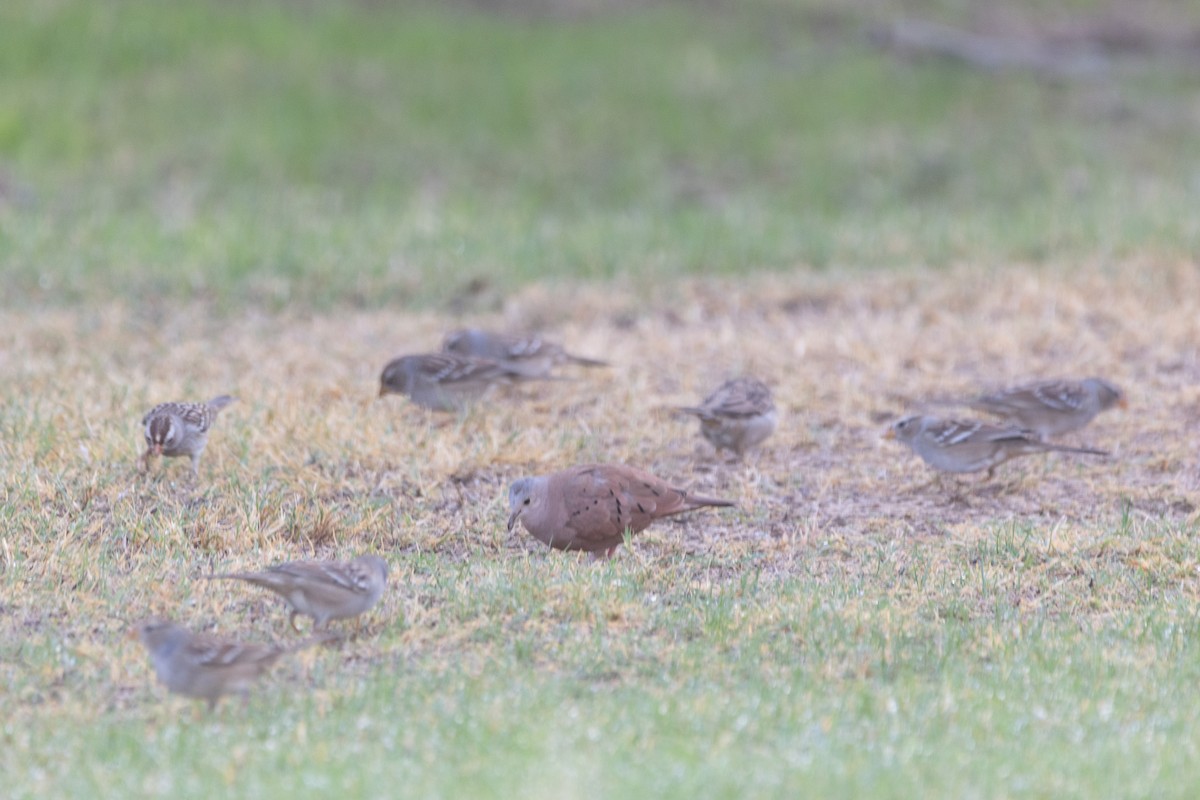 Ruddy Ground Dove - ML645083681