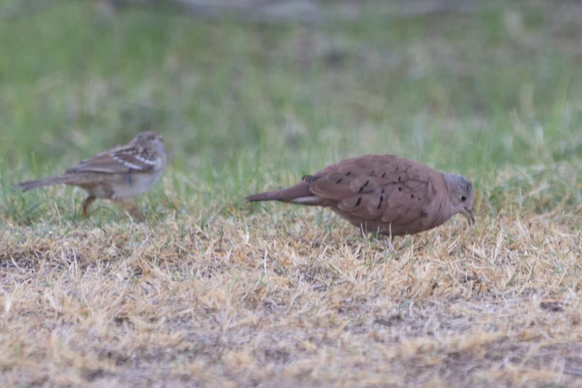 Ruddy Ground Dove - ML645083682