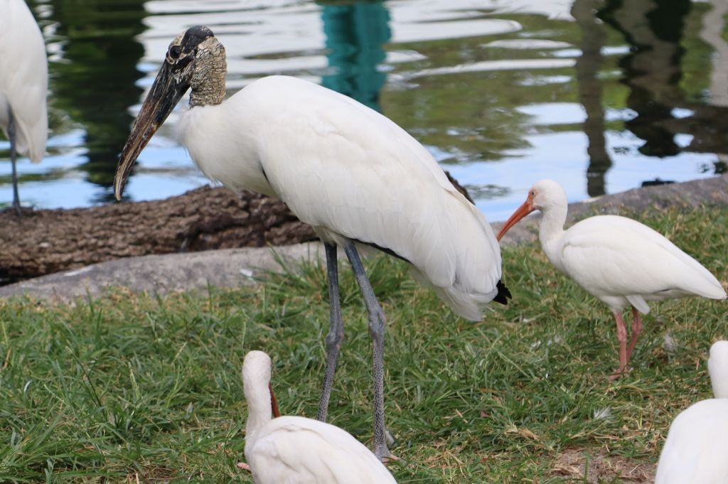 Wood Stork - ML645083683