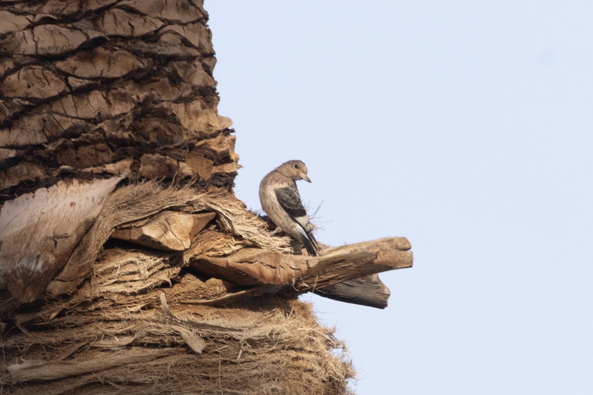 Red-headed Woodpecker - ML645083690