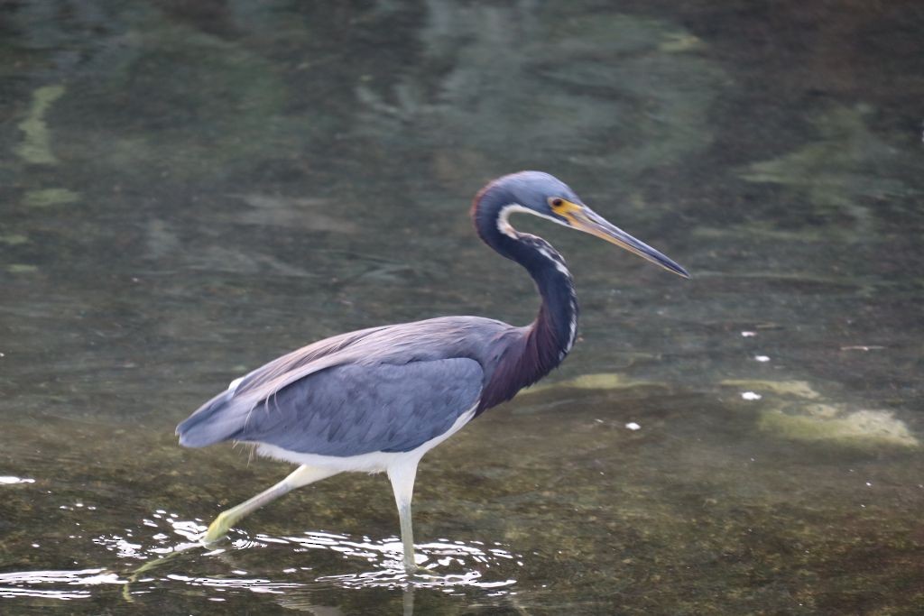 Tricolored Heron - ML645083691