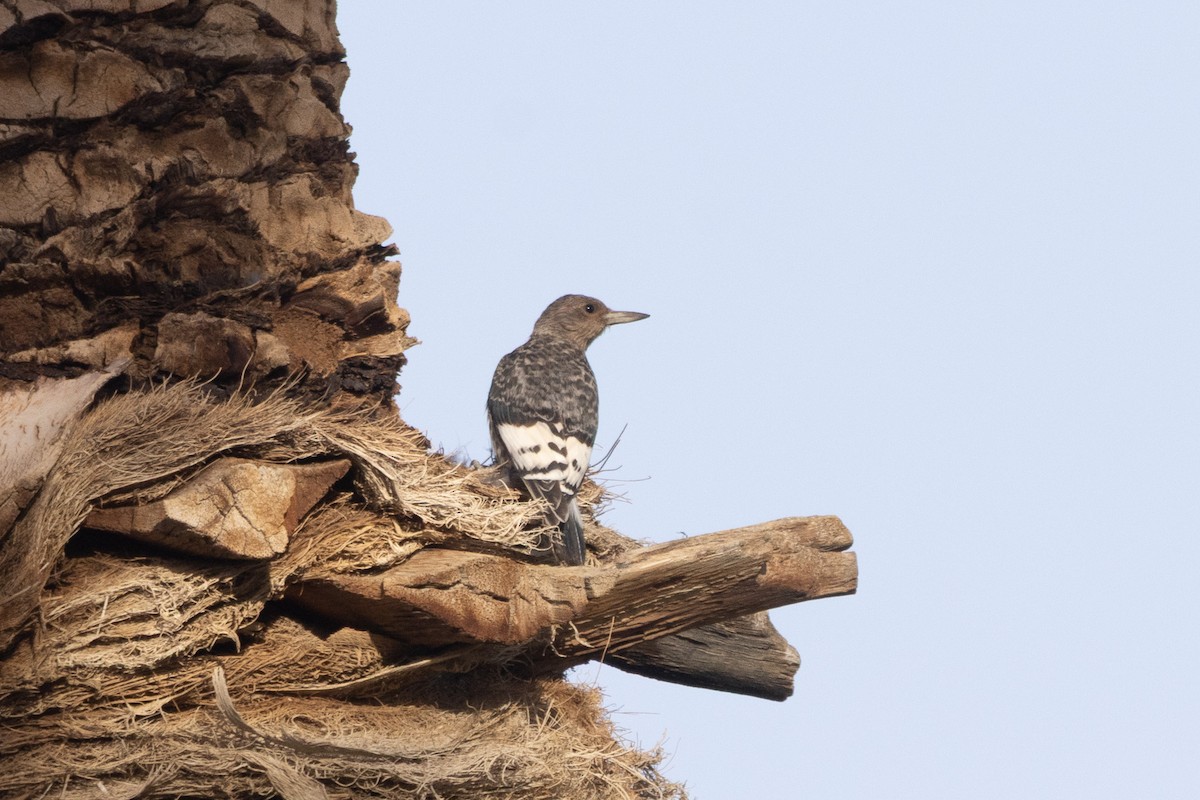 Red-headed Woodpecker - ML645083692