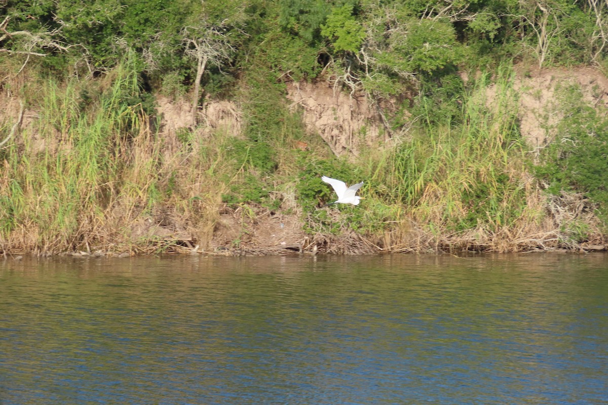 Great Egret - ML645083693