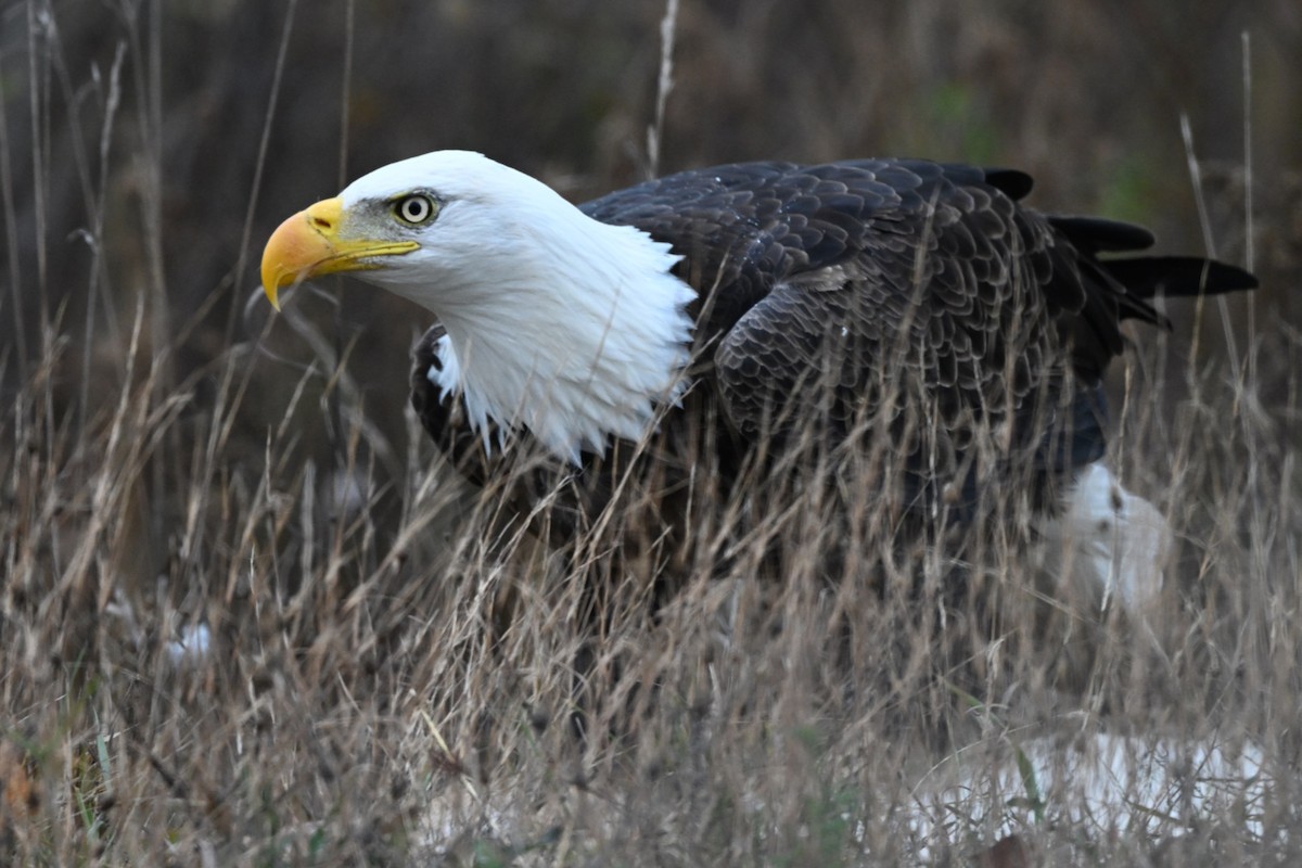 Bald Eagle - ML645083695