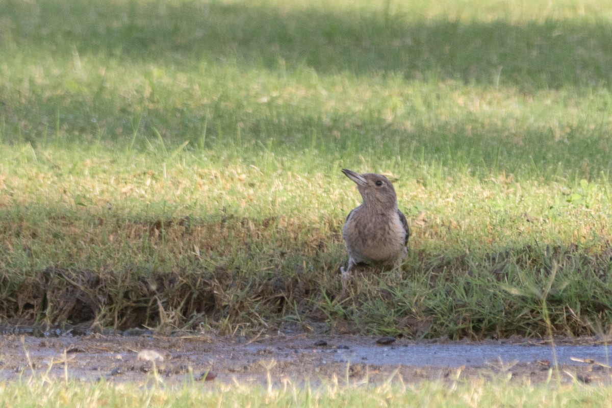 Red-headed Woodpecker - ML645083696