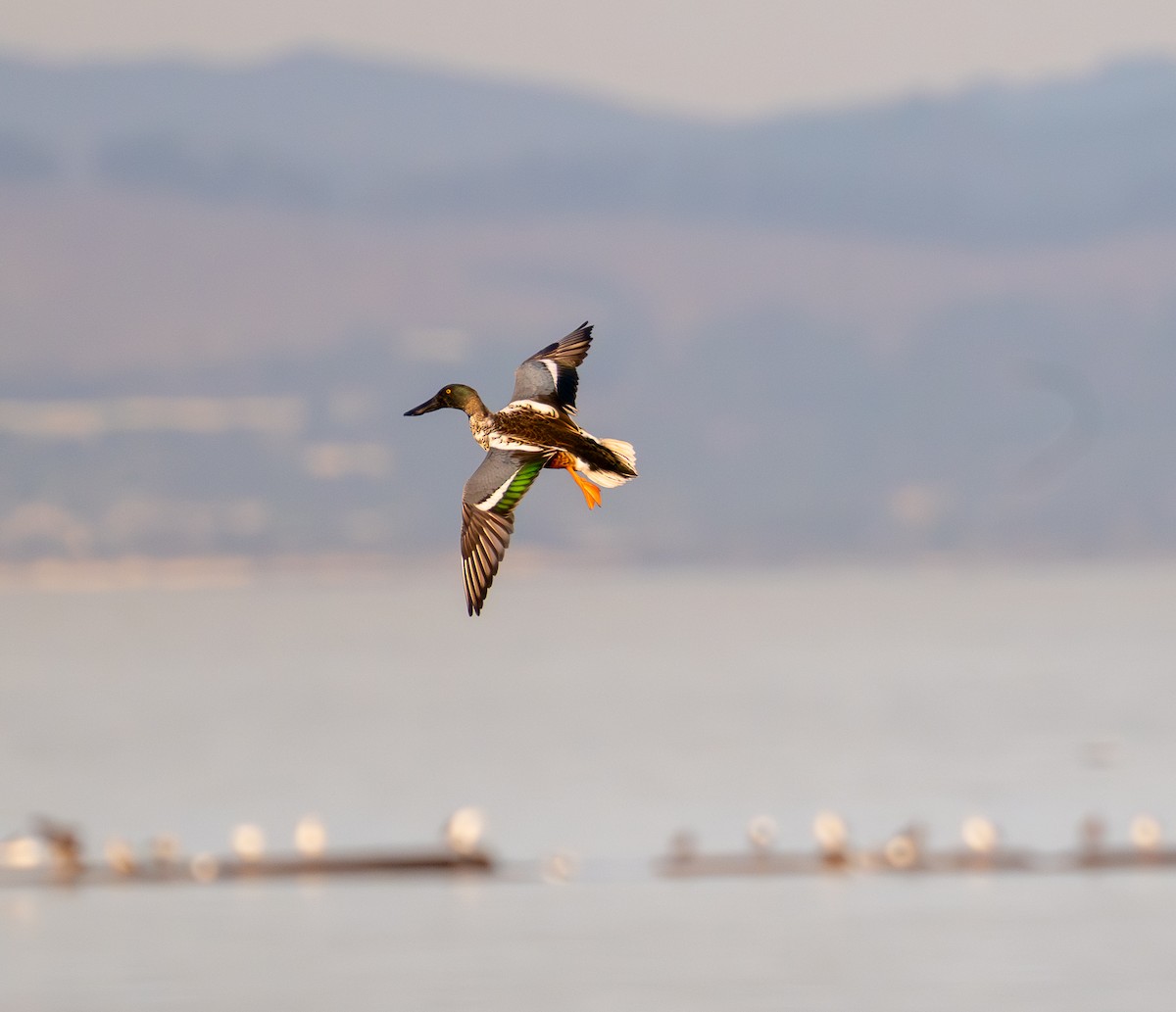 Northern Shoveler - ML645083703