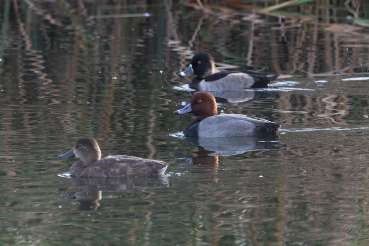 Redhead - ML645083704