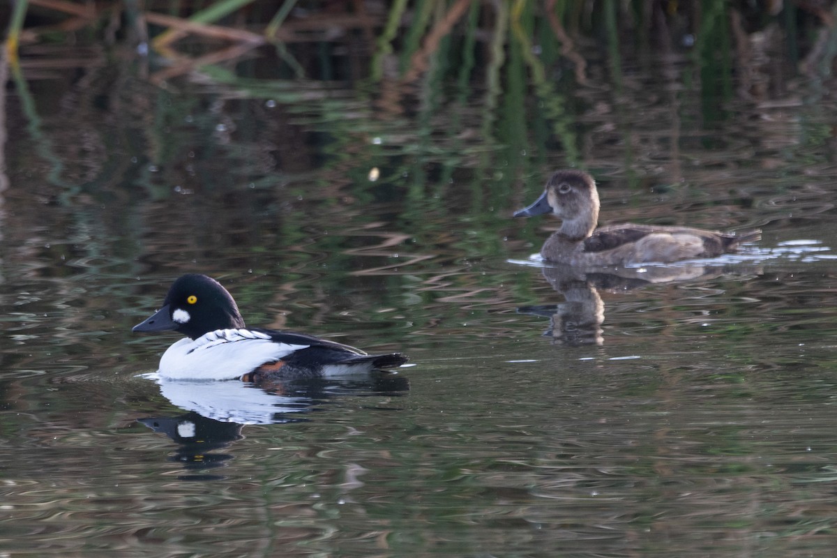 Common Goldeneye - ML645083706
