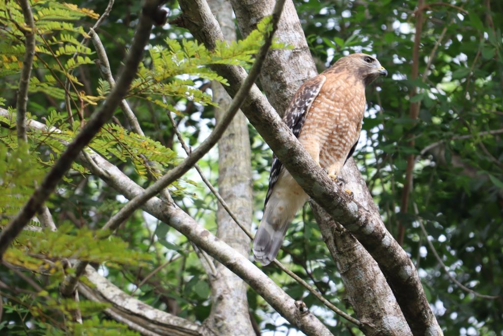 Red-shouldered Hawk - ML645083708