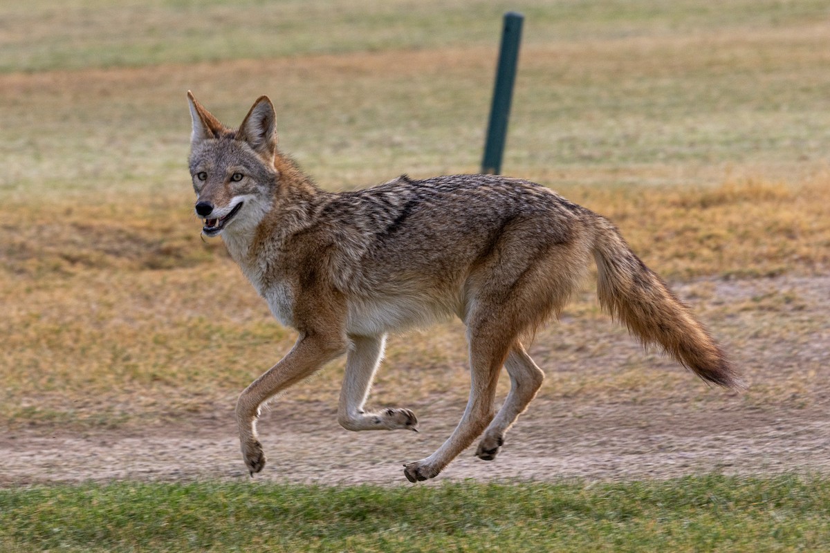 Coyote - ML645083710
