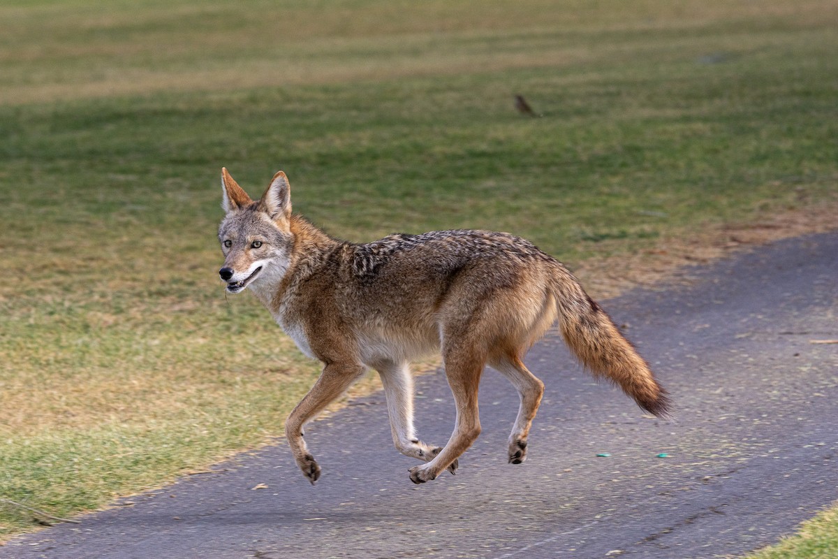 Coyote - ML645083711