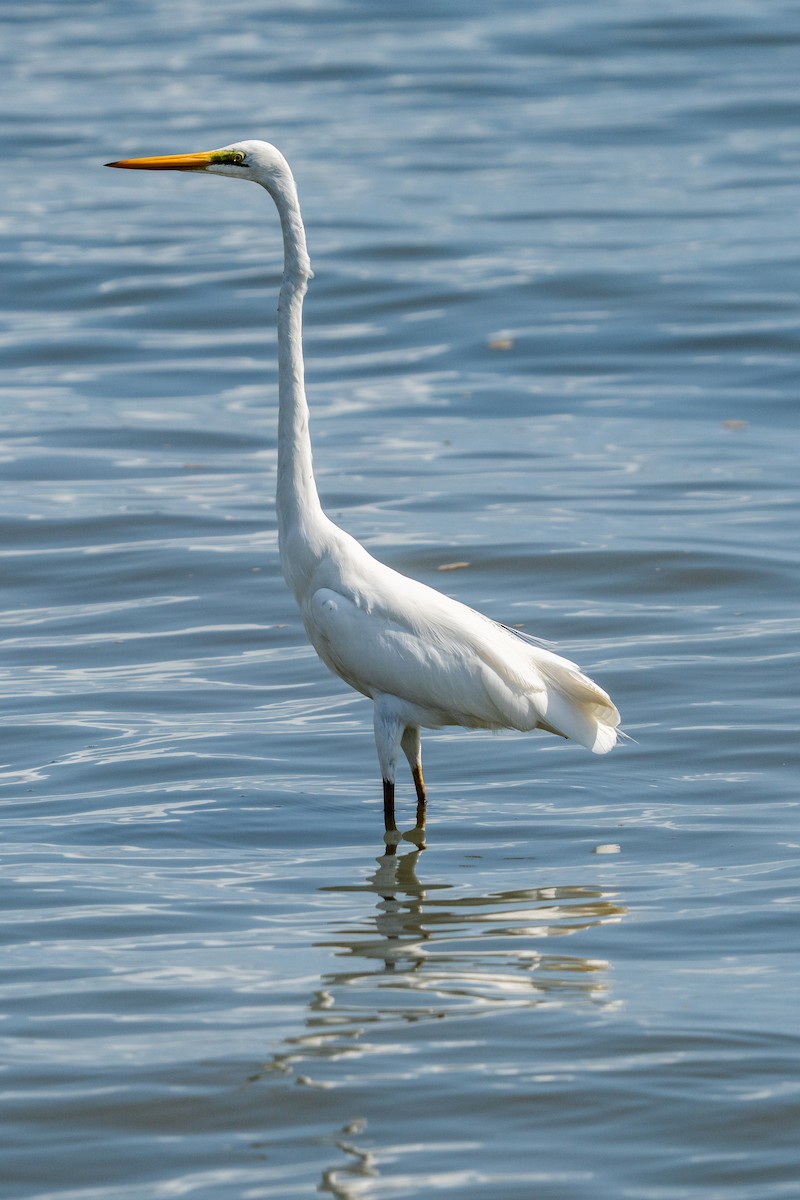 Great Egret - ML645083712