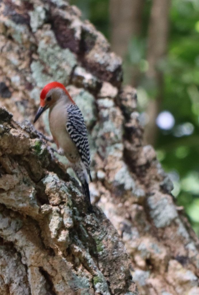 Red-bellied Woodpecker - ML645083713