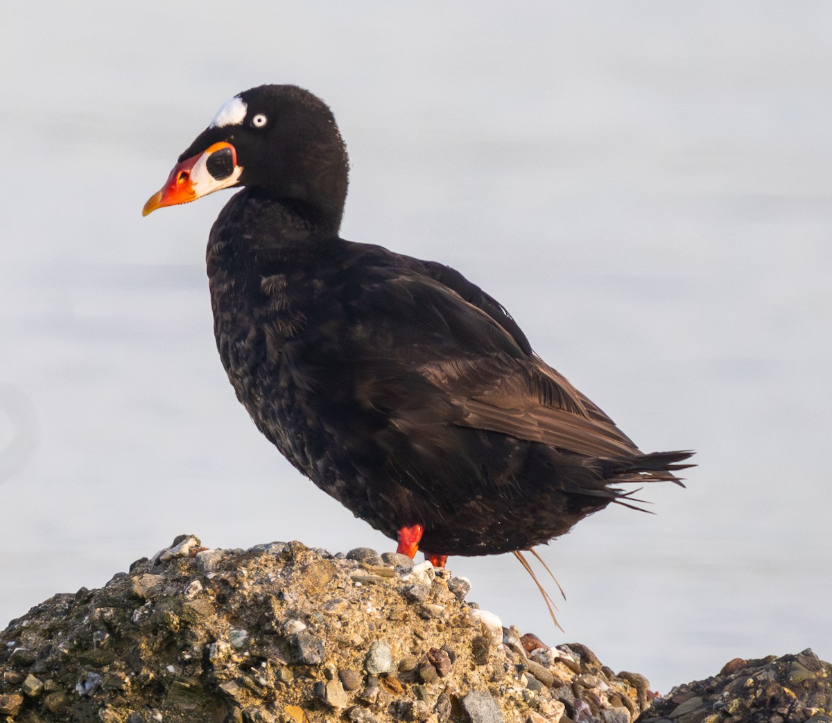 Surf Scoter - ML645083729