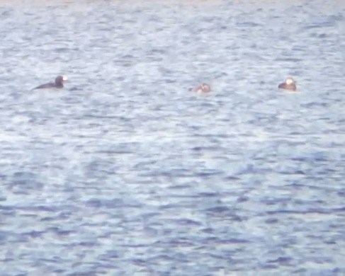 Black Scoter - ML645083740