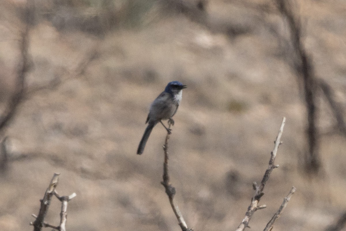 Woodhouse's Scrub-Jay - ML645083747