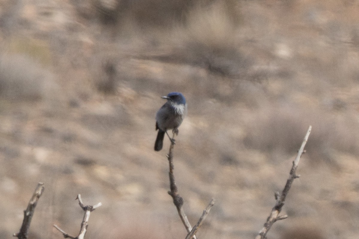 Woodhouse's Scrub-Jay - ML645083750