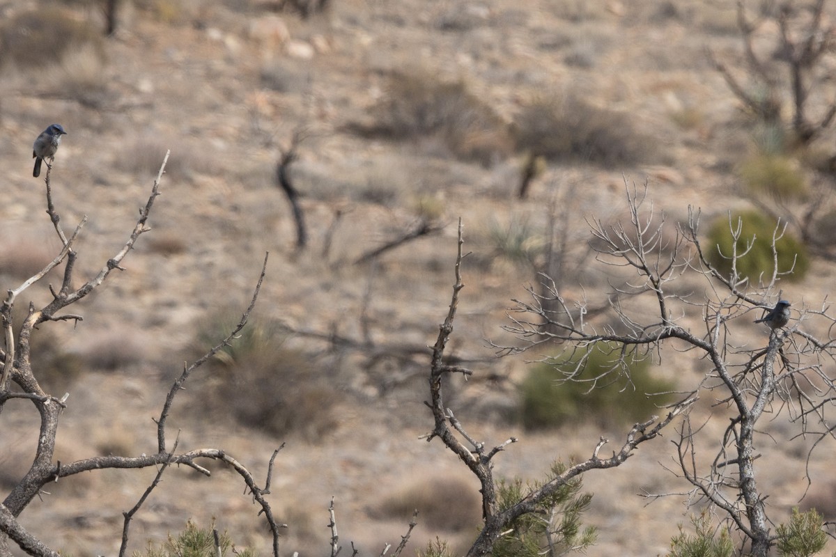 Woodhouse's Scrub-Jay - ML645083753