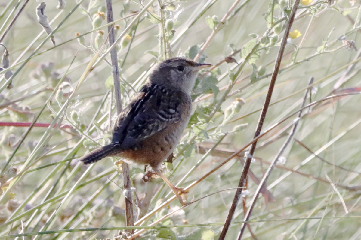 Sedge Wren - ML645083754