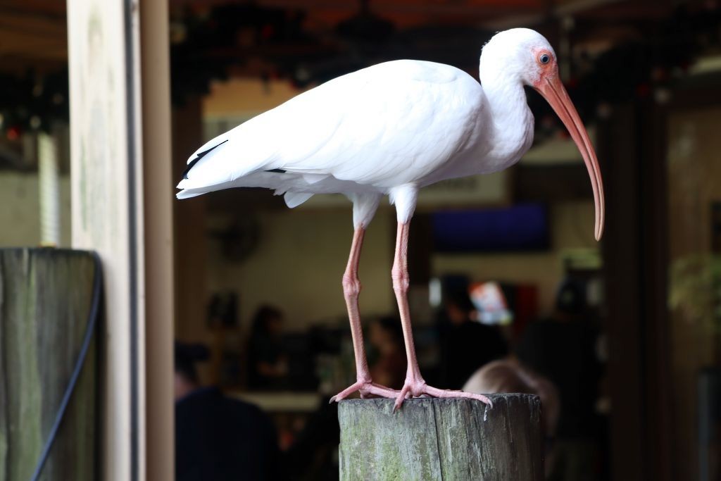 Ak Aynak - ML645083755