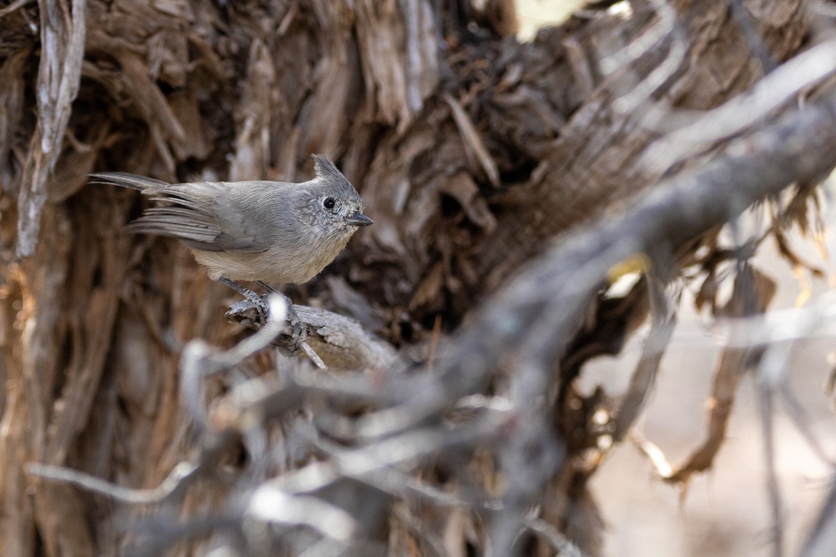 Juniper Titmouse - ML645083756