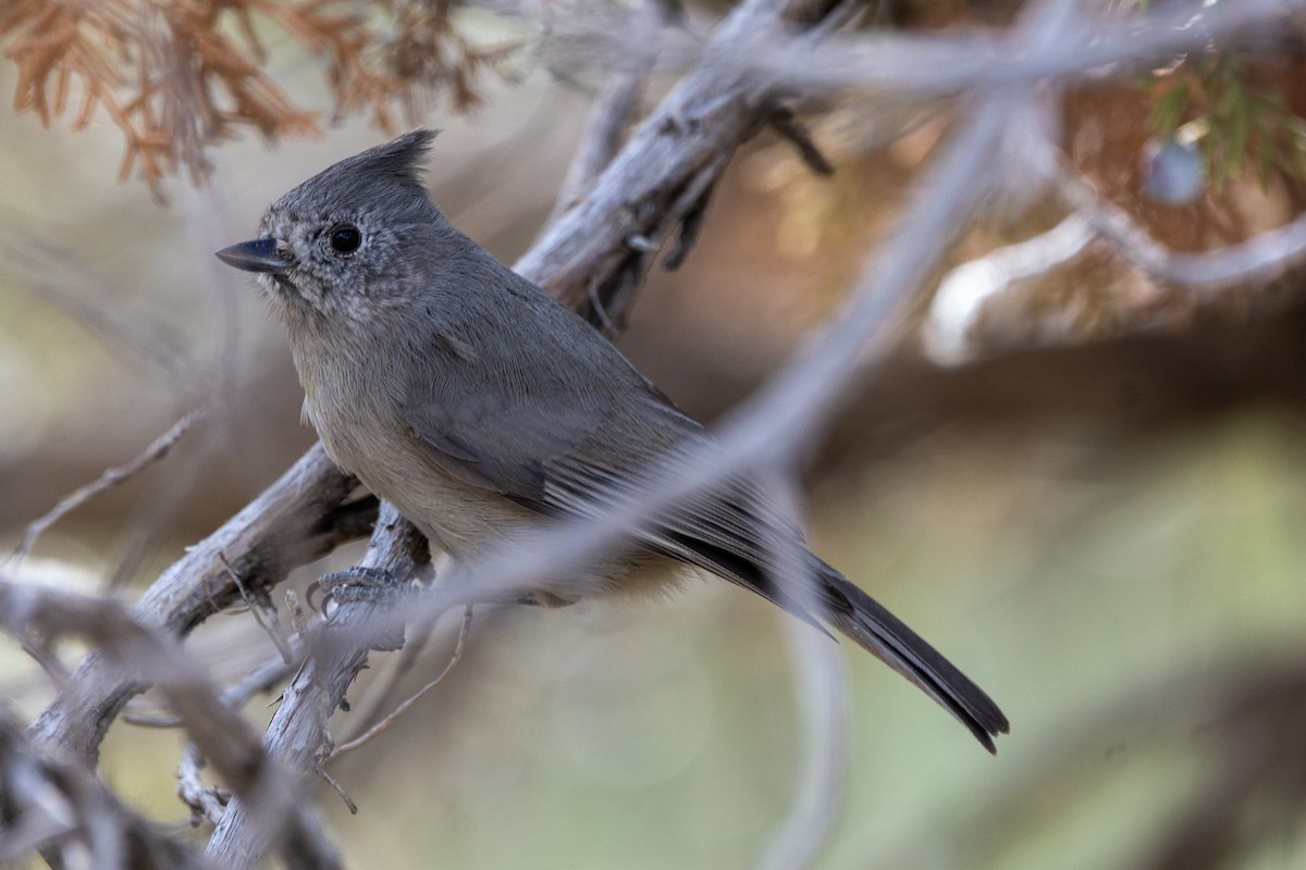 Juniper Titmouse - ML645083757