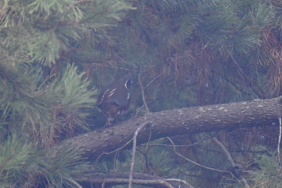 Mountain Quail - ML645083771