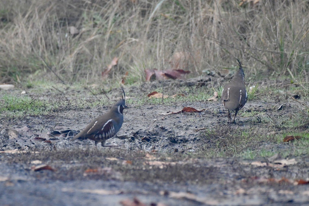Mountain Quail - ML645083772