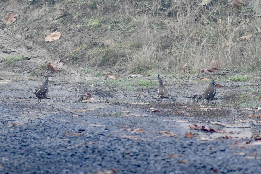 Mountain Quail - ML645083773