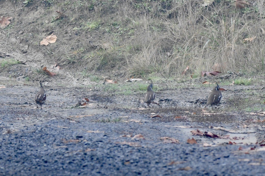 Mountain Quail - ML645083774