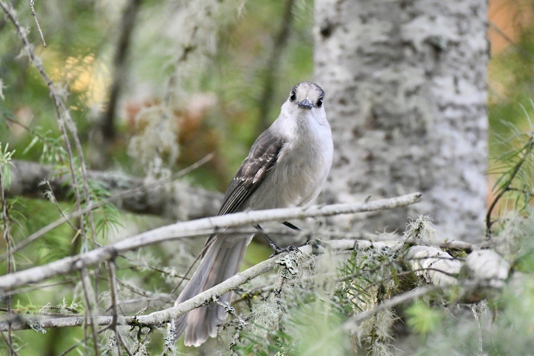 Canada Jay - ML645083794