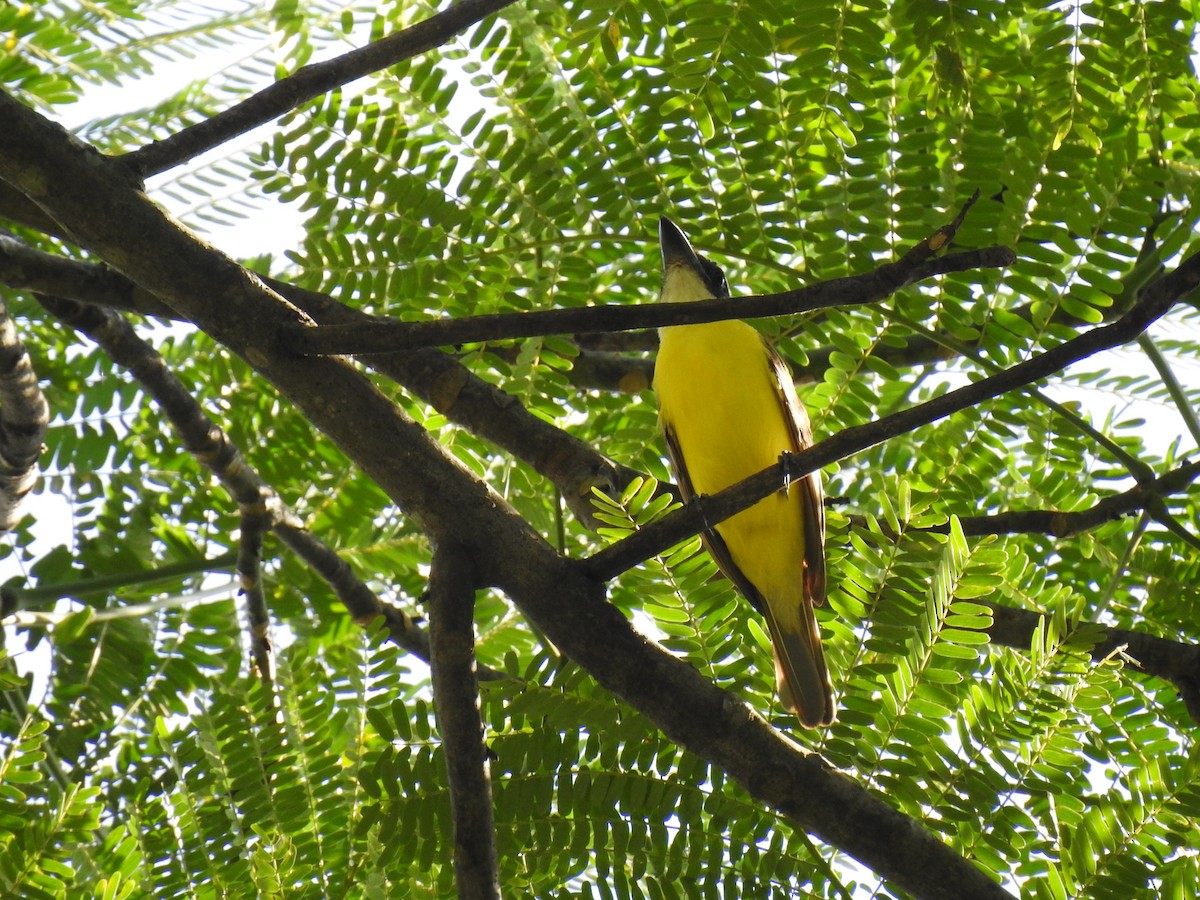 Boat-billed Flycatcher - ML645083796