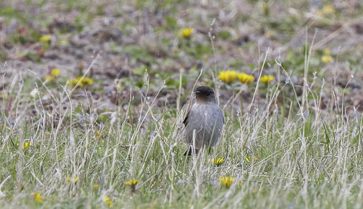 Dark-faced Ground-Tyrant - ML645083799