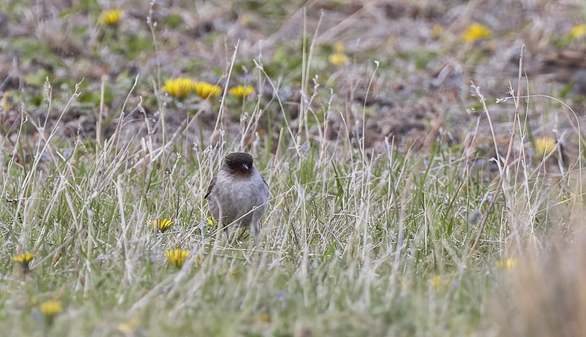 Dark-faced Ground-Tyrant - ML645083800
