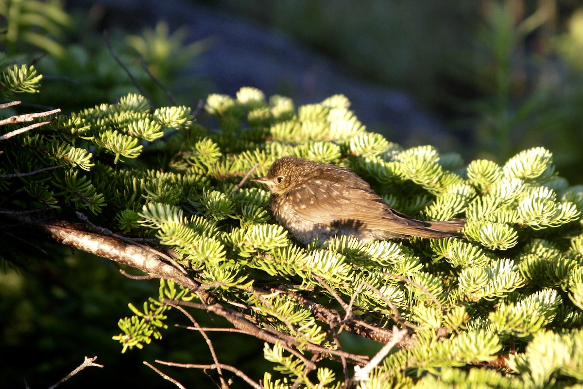 Bicknell's Thrush - ML64508381