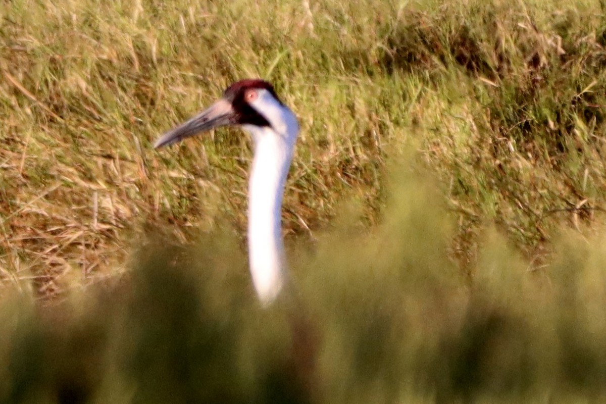 trompettrane - ML645083810