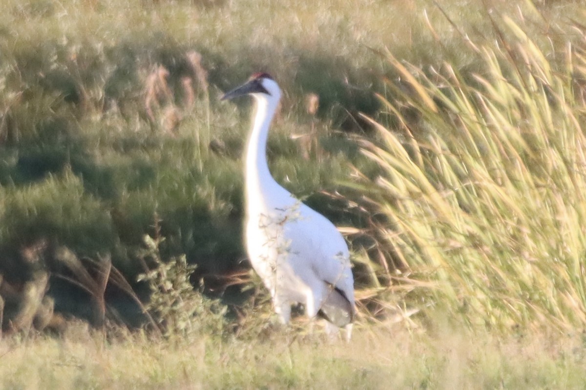 trompettrane - ML645083811