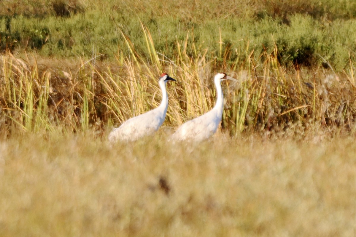 trompettrane - ML645083812