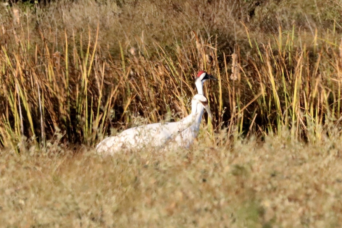 trompettrane - ML645083813