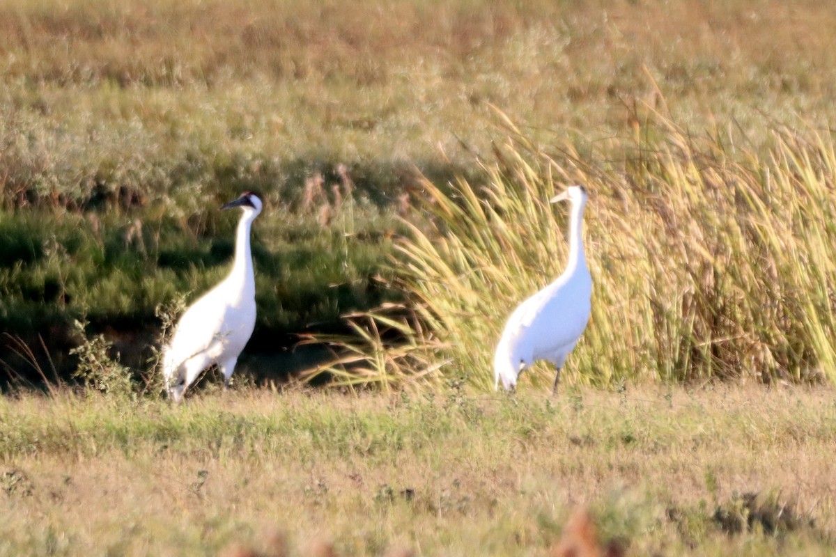 trompettrane - ML645083814