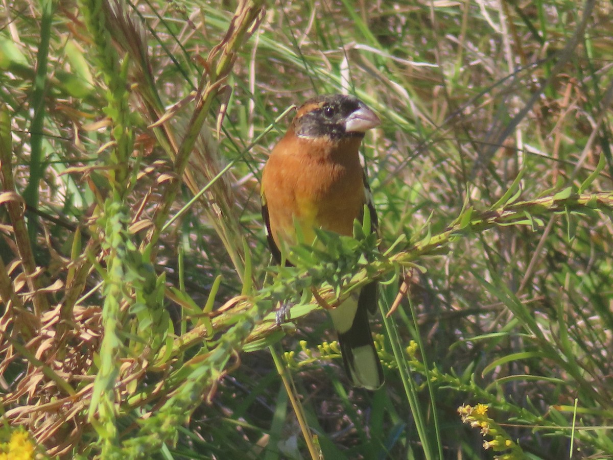 Black-headed Grosbeak - ML645083817