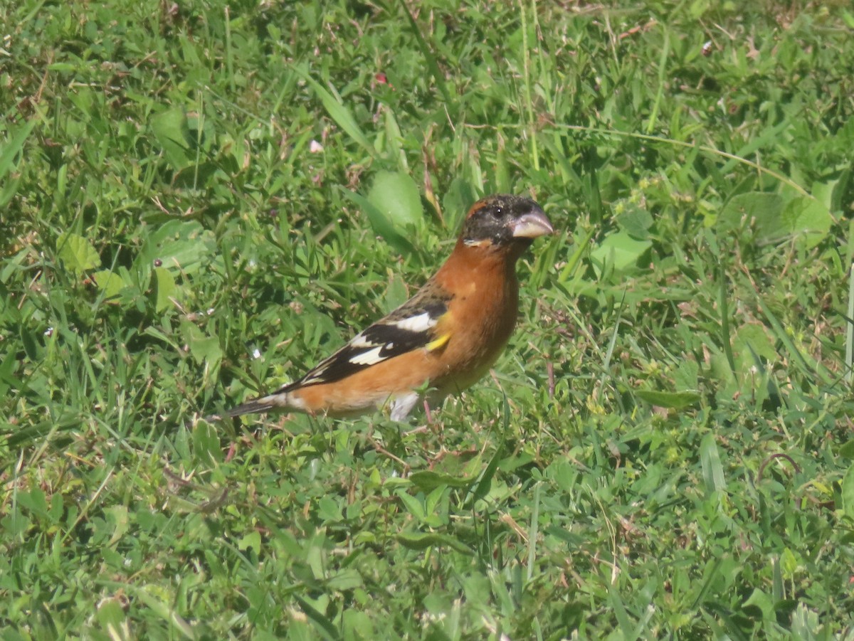 Black-headed Grosbeak - ML645083818