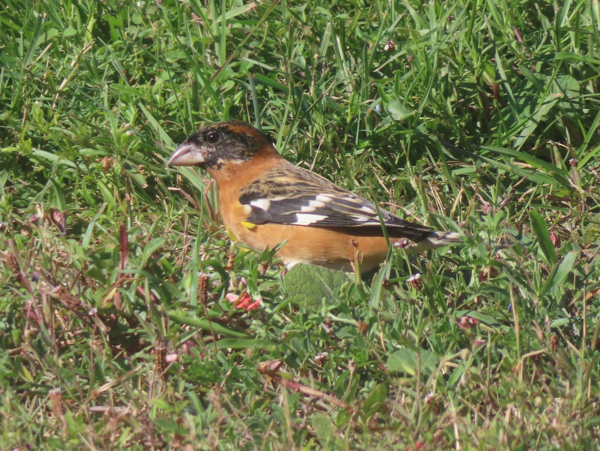 Black-headed Grosbeak - ML645083819