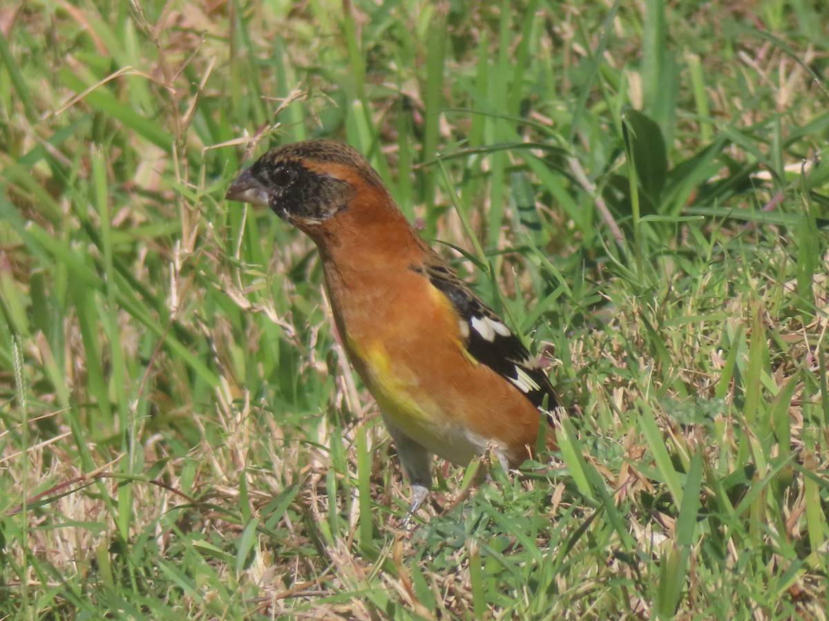 Black-headed Grosbeak - ML645083820